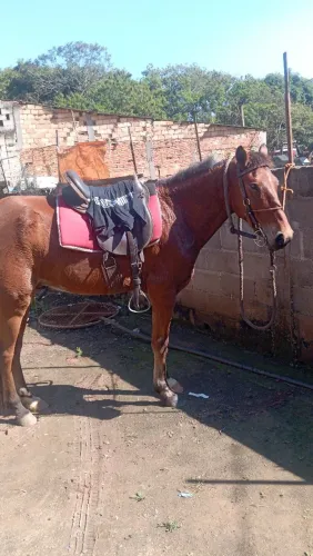 Cavalo marcha picada