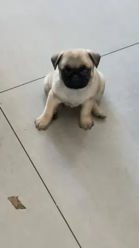 Vendo filhote de Pug