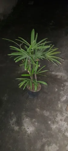 Muda de rafhis