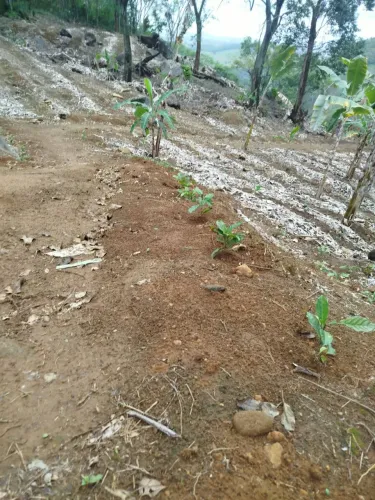 Terreno de 5.640 m² à Venda em Solidão, Iconha - ES, com 3 Mil Pés de Café