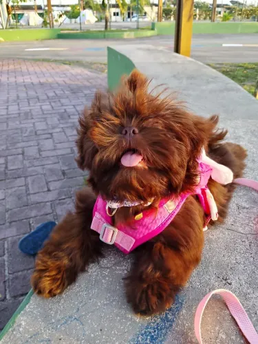 Shih tzu fêmea rara