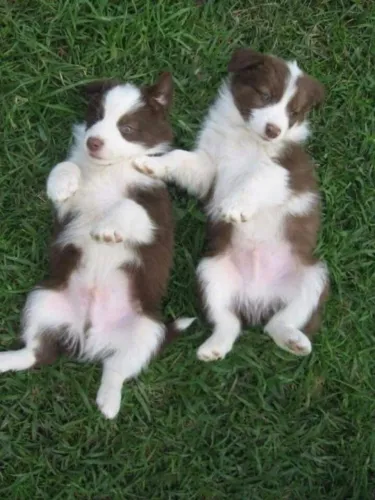 Border Collie Ternura Que Move o Mundo