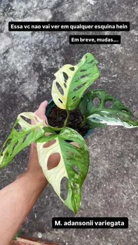 Monstera adansonii variegata (costela de eva) RARA