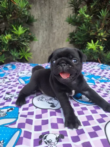 Pug