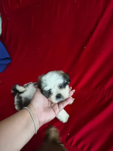 Shih Tzu