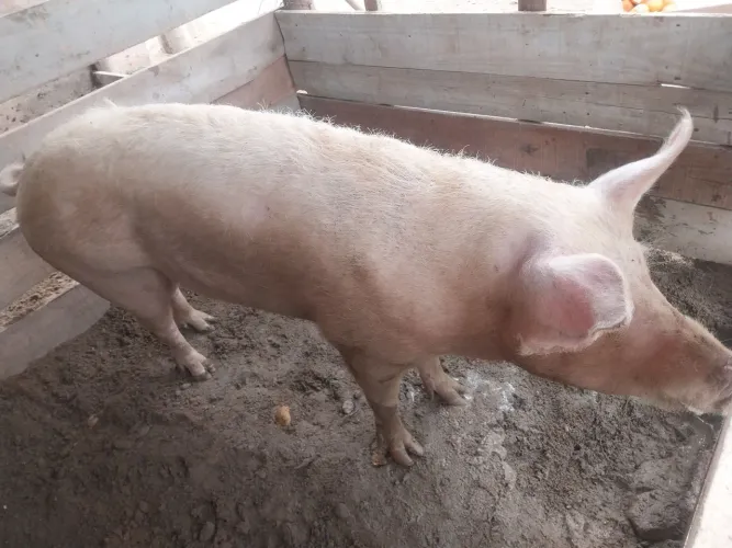 Vendo porca grande.