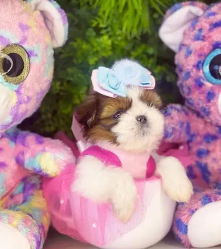 Shihtzu filhote femea mini