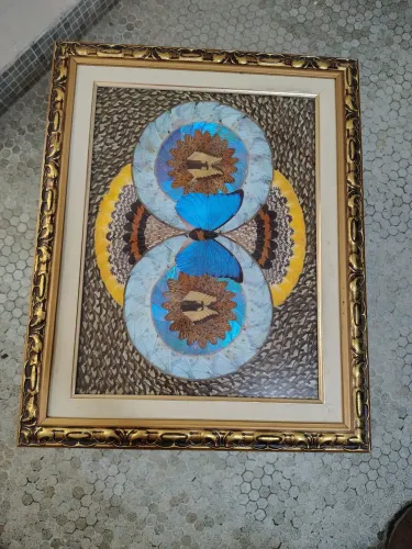 Quadro de asas de borboletas verdadeiras