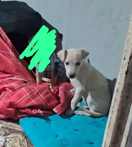 Doação fêmea de 3 meses 