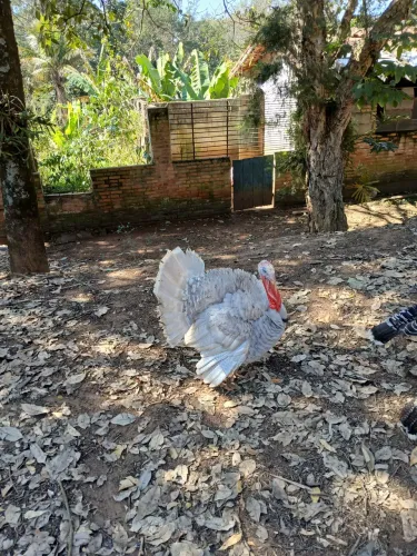 Lindo Peru Branco com 10 meses