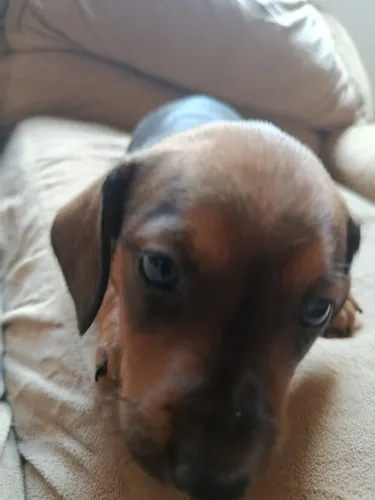 Vendo filhote de Basset macho canela