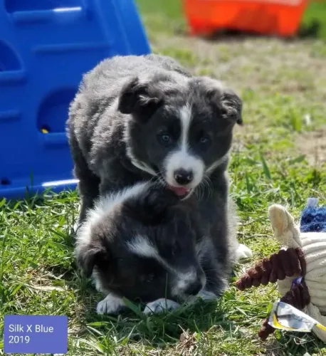 Filhotes de Border Collie | Carisma natural.