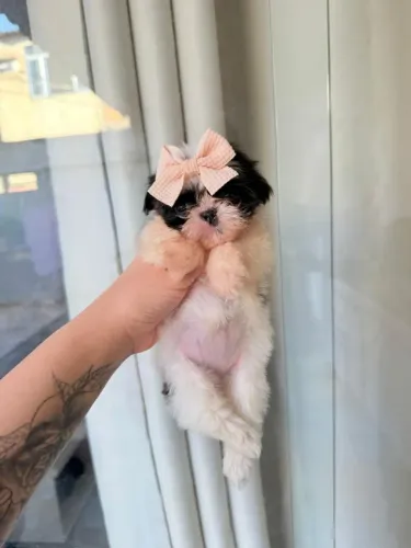 Shitzu femea mini