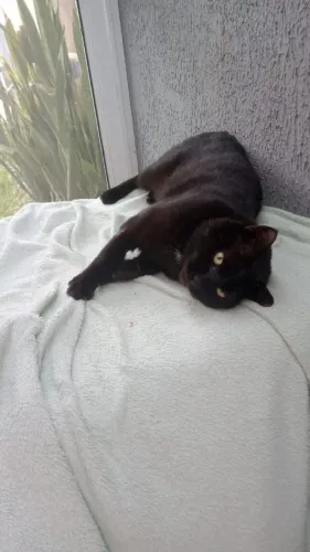 Gato Macho Castrado para Adoção