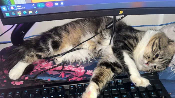 Doação de gato