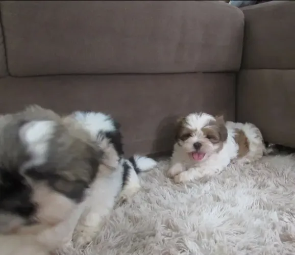 Shih Tzu Filhote Para Deixar Sua Casa Mais Cheia de Carinho