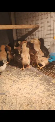 Pintinhos de capoeiras grandes