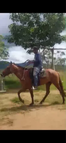 POTRO MANGALARGA COM PASSADA À VENDA