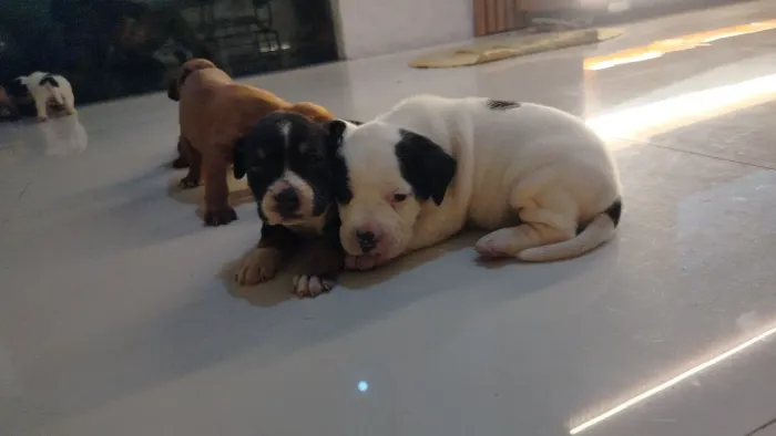 Filhotes American Bully &Decker Hunting Terrier.