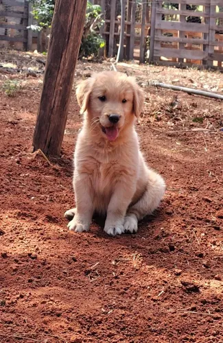 Femea de golden retriever