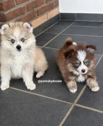 Pomsky mini Husky filhotes