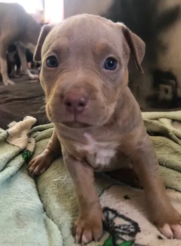 Vendo cachorra fêmea pitbull