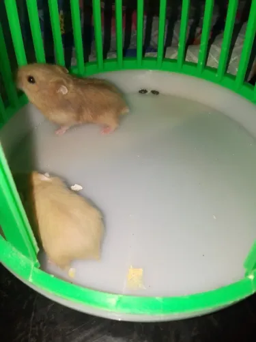 Hamster Anão Russo (Amor que cabe na palma da mão)