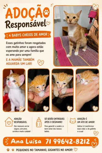 Lindos gatinhos adoção responsável 