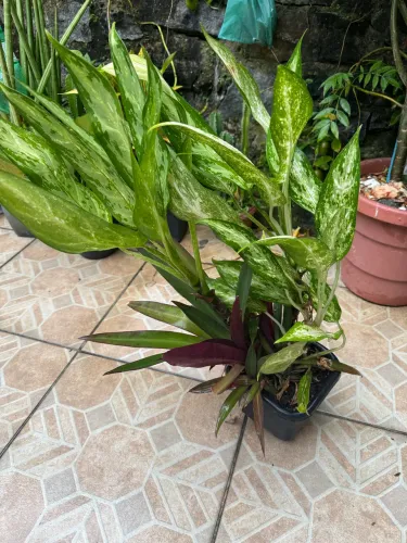 Planta comigo ninguém pode