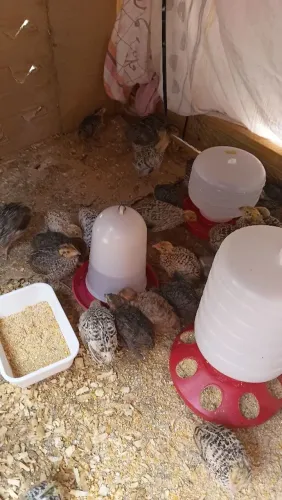 Codornas Para Criação e Produção de Ovos