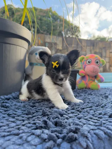 Chihuahua Bebe 