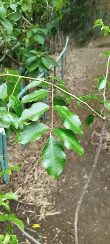Mudas de Umbú