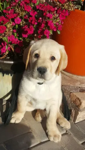 Filhote de Labrador adorável e seguro pela beleza