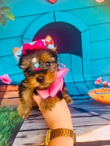 Yorkshire terrier FÊMEA linda pura pedigree e microchip opc