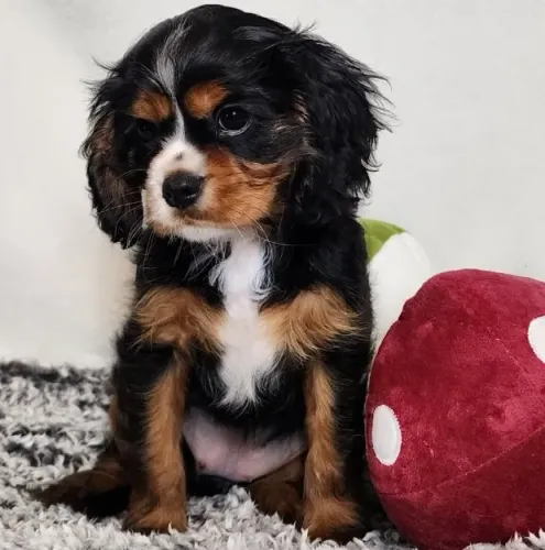Cavalier King Spaniel Macho - Pedigree Transferido