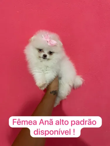 Spitz Alemão Filhotes - Pequenos, Encantadores e Muito Carinhosos