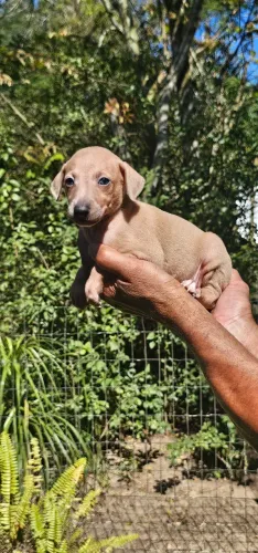 Galgo Italiano - Clarinho e Lindo