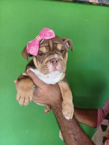 Bulldog inglês pirata/tigrado/fulvo/branco