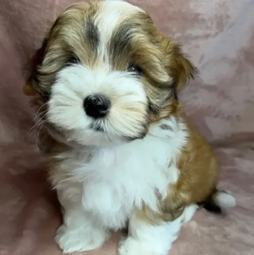 Lhasa Apso Fêmea Chocolate - Exclusiva, com Pedigree Transferido