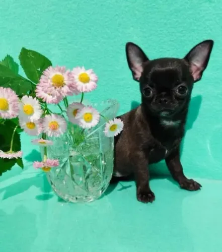 Chihuahua Macho com Olhos Verdes - Exclusivo e Super Pequeno!