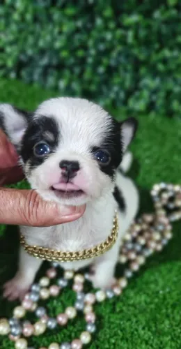 Chihuahua. Maravilhosa menina Pêlo curto Amorosa e fofinha!