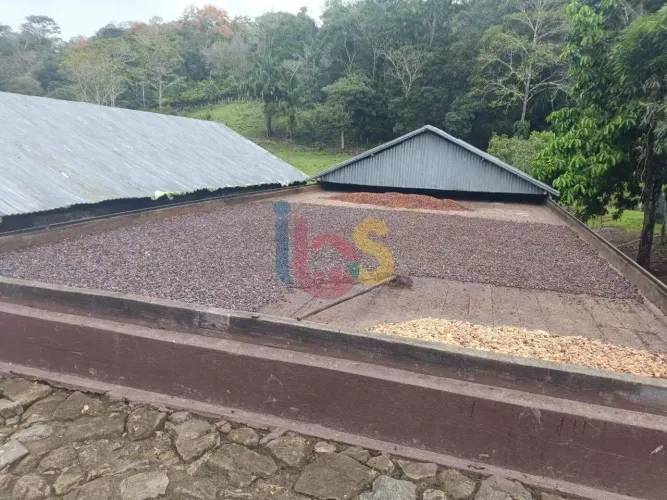 Fazenda de Cacau Itajuipe