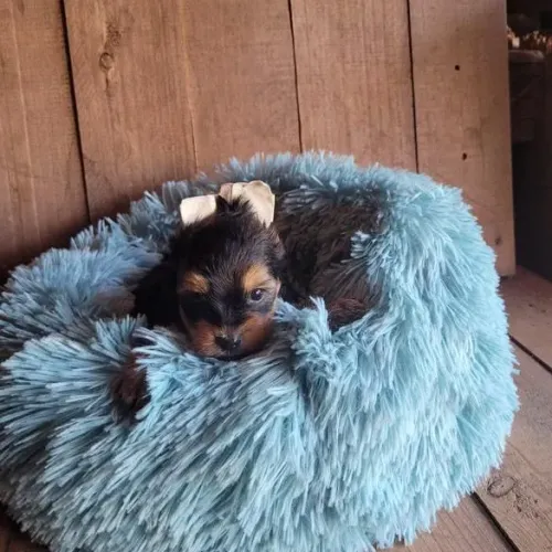Filhote Yorkshire Terrier, O companheiro perfeito para todas as suas aventuras está aqui!