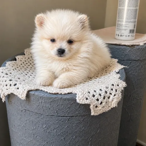 Filhote Spitz alemão (Lulu da pomerania) perfeito
