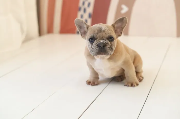 Buldogue Francês Exótico Merle