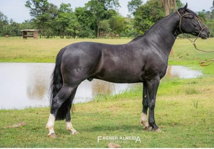 Cavalo Crioulo Picaço Garanhão Confirmado!!!