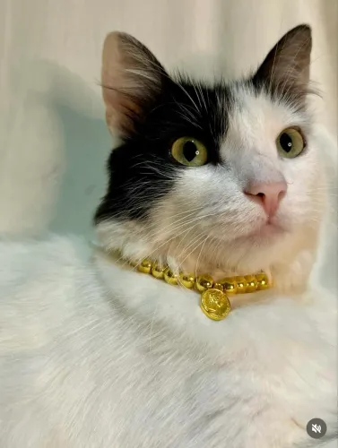 Coleira/Colar personalizado para Cães e Gatos