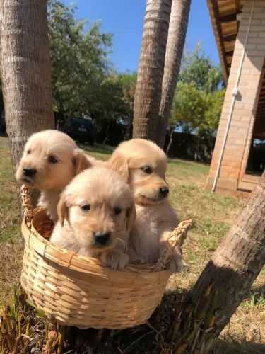 Golden Retriever filhotes encantados