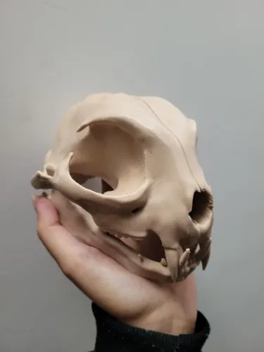 Crânio de Felino em impressão 3D