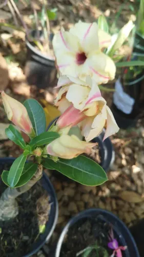 Rosa do Deserto Amarela